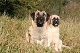 KANGAL 118